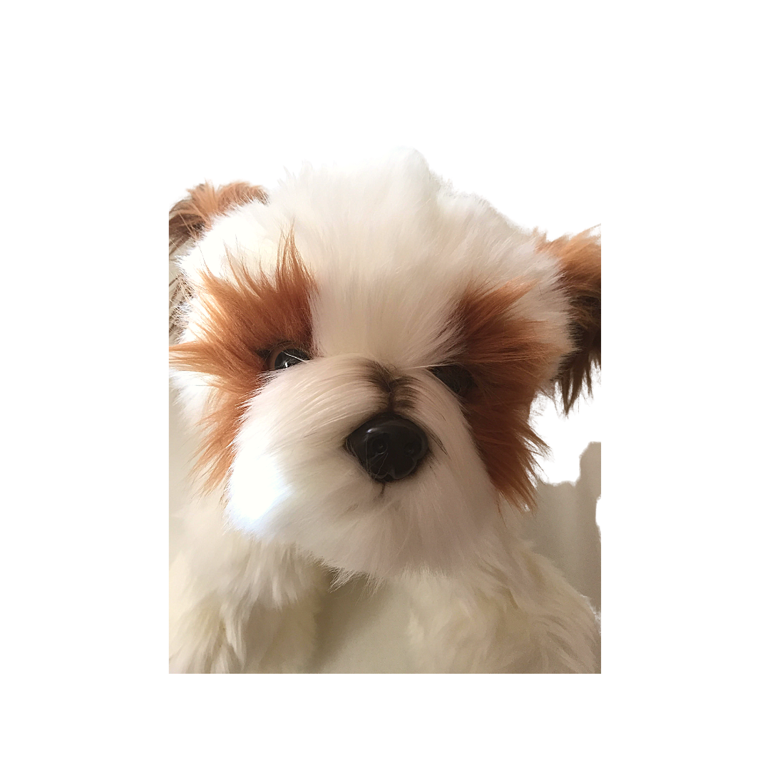 Peluche cane Shih Tzu 2015